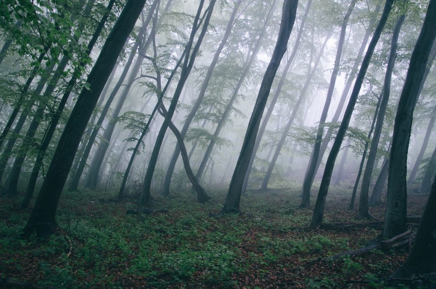 dark-fog-forest-6992